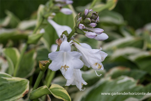 Blaugraue Garten-Funkie 'Diana Remembered'