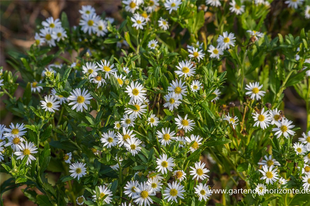 Wild-Aster 'Ashvi'