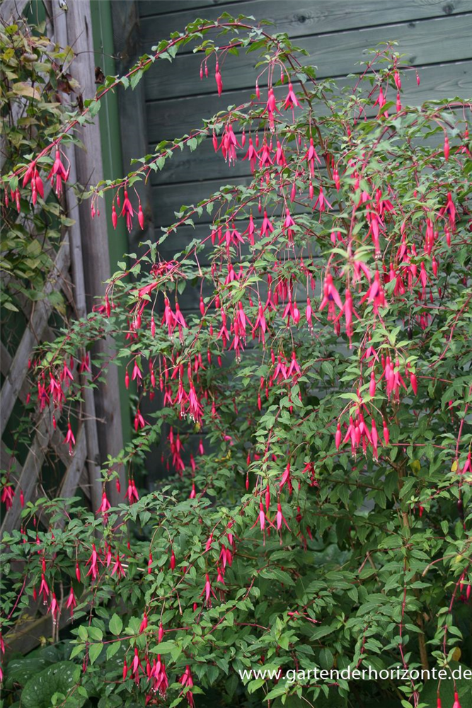 Garten-Fuchsie