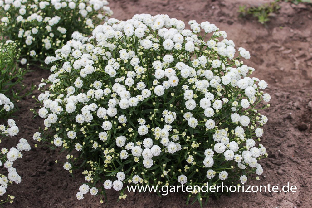 Garten-Bertrams-Garbe 'Diadem'