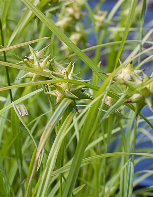 Carex grayi