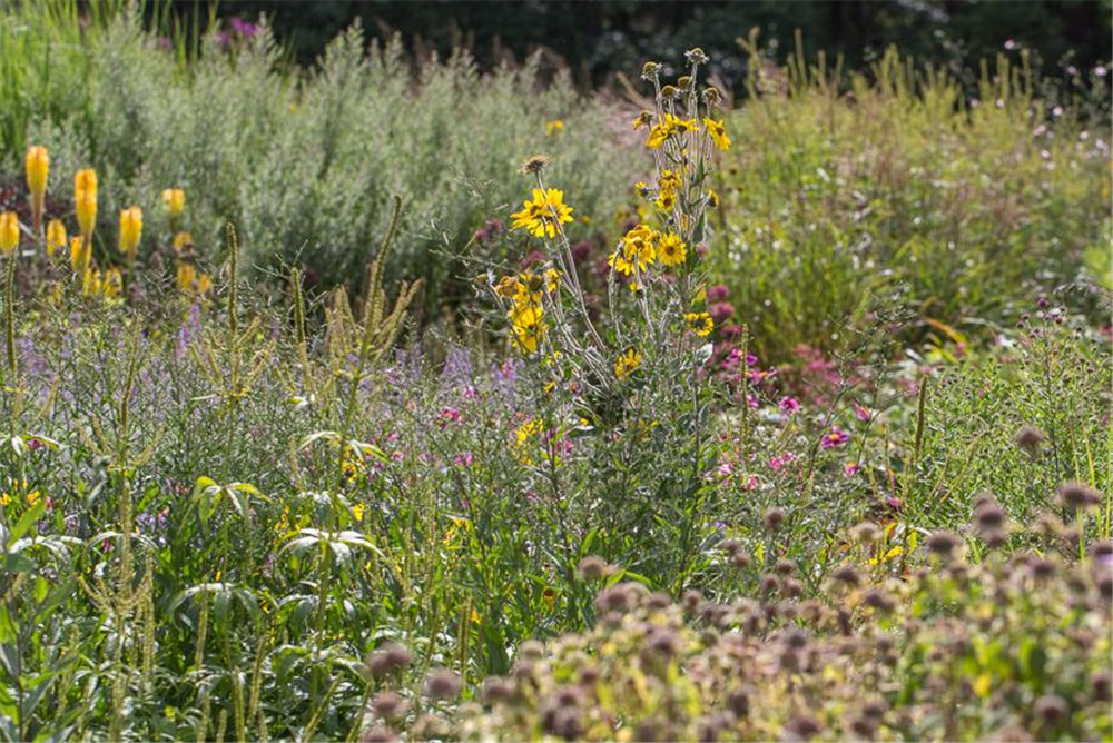 Behaarte Sonnenblume