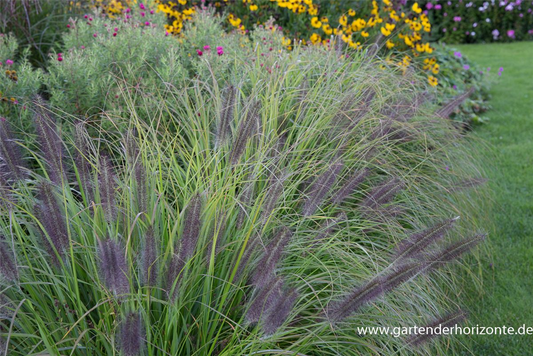 Garten-Federborstengras 'Moudry'