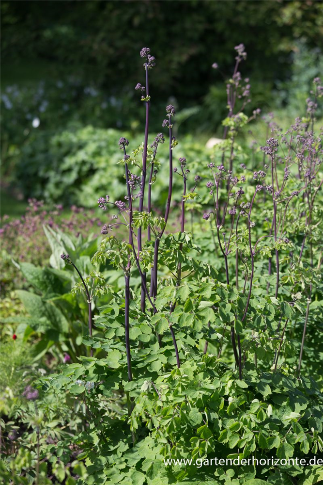 Akeleiblättrige Wiesenraute 'Black Stockings'