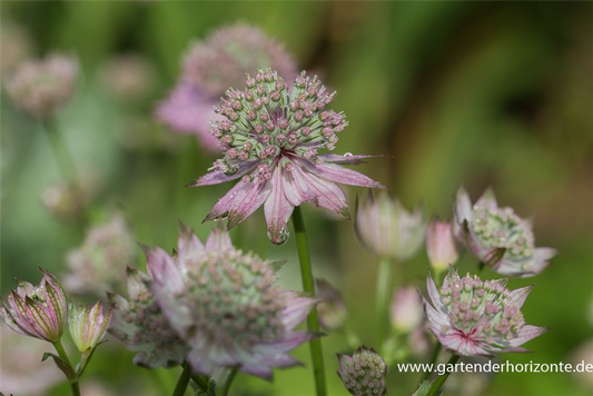 Astrantia major 'Florence' -R-