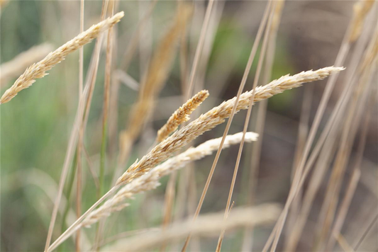 Blaugraues Schillergras