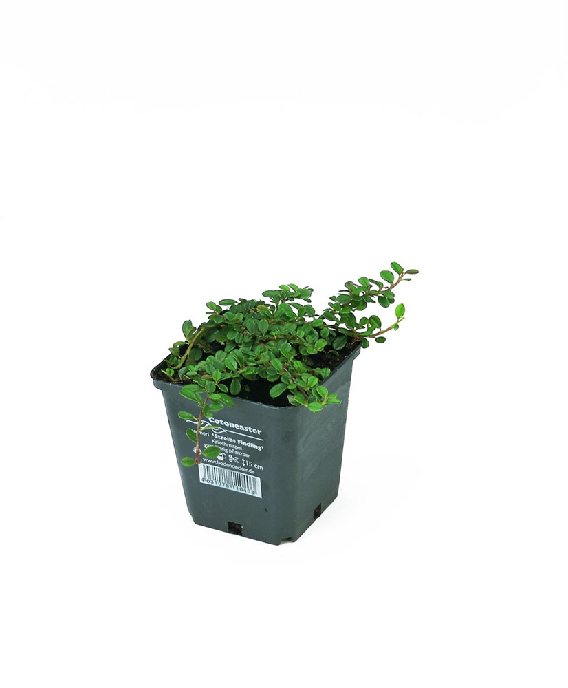 Cotoneaster dam. 'Streibs Findling', 12er Set