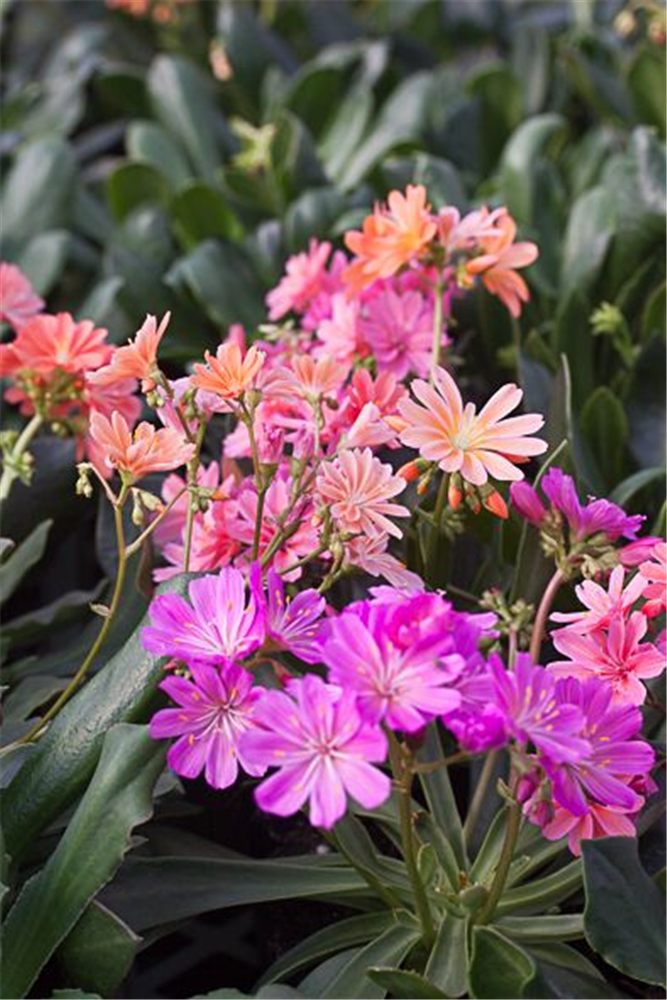 Garten-Bitterwurz 'Regenbogen'