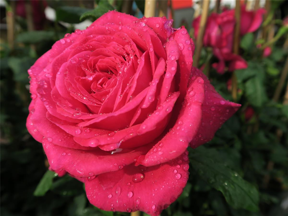 Edelrose 'Johann Wolfgang von Goethe Rose'®