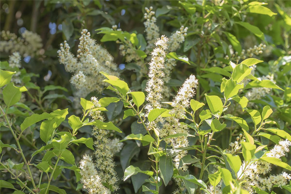 Portugiesische Lorbeerkirsche 'Angustifolia'