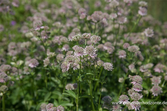 Astrantia major 'Florence' -R-