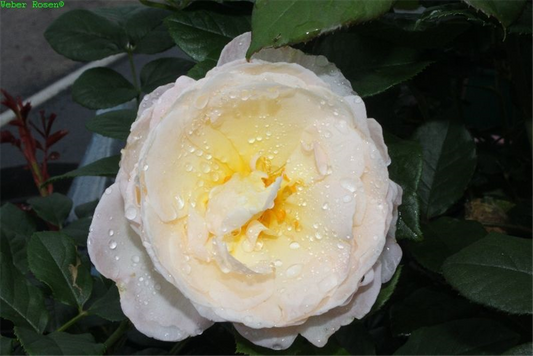 Kletterrose 'Uetersener Klosterrose'®