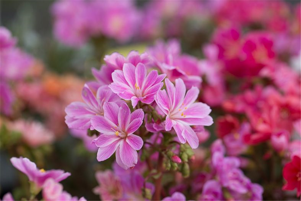 Garten-Bitterwurz 'Regenbogen'