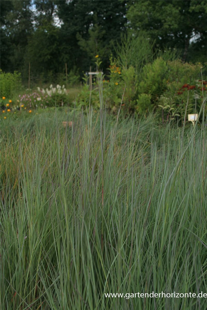 Blaugraues Garten-Präriegras 'Prairie Blues'