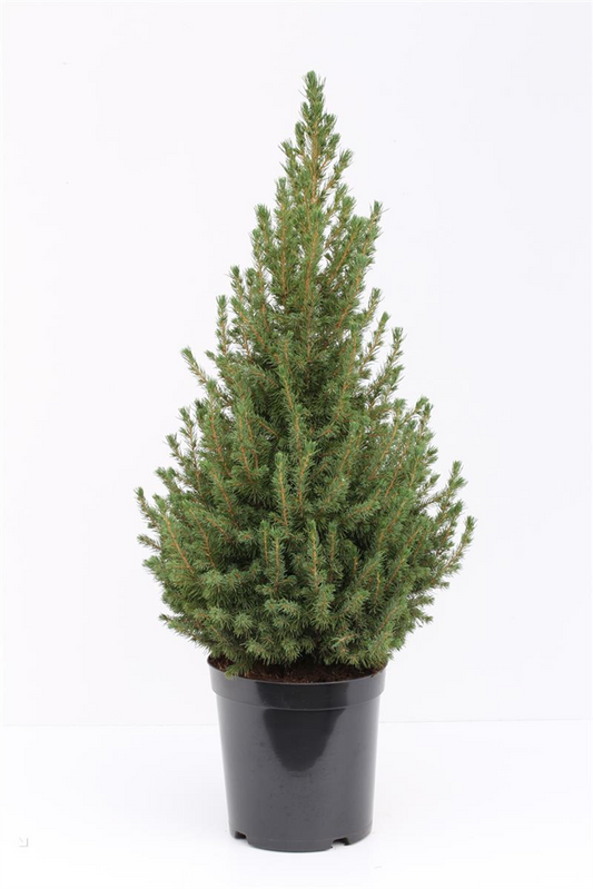 Zuckerhutfichte 'December'®