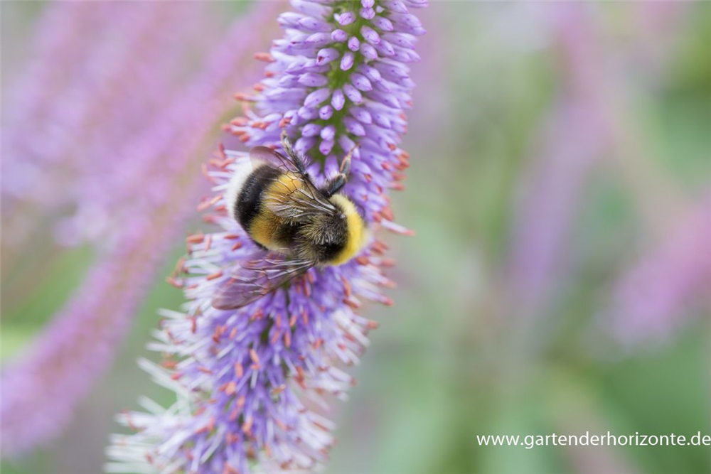 Garten-Kandelaberehrenpreis 'Fascination'