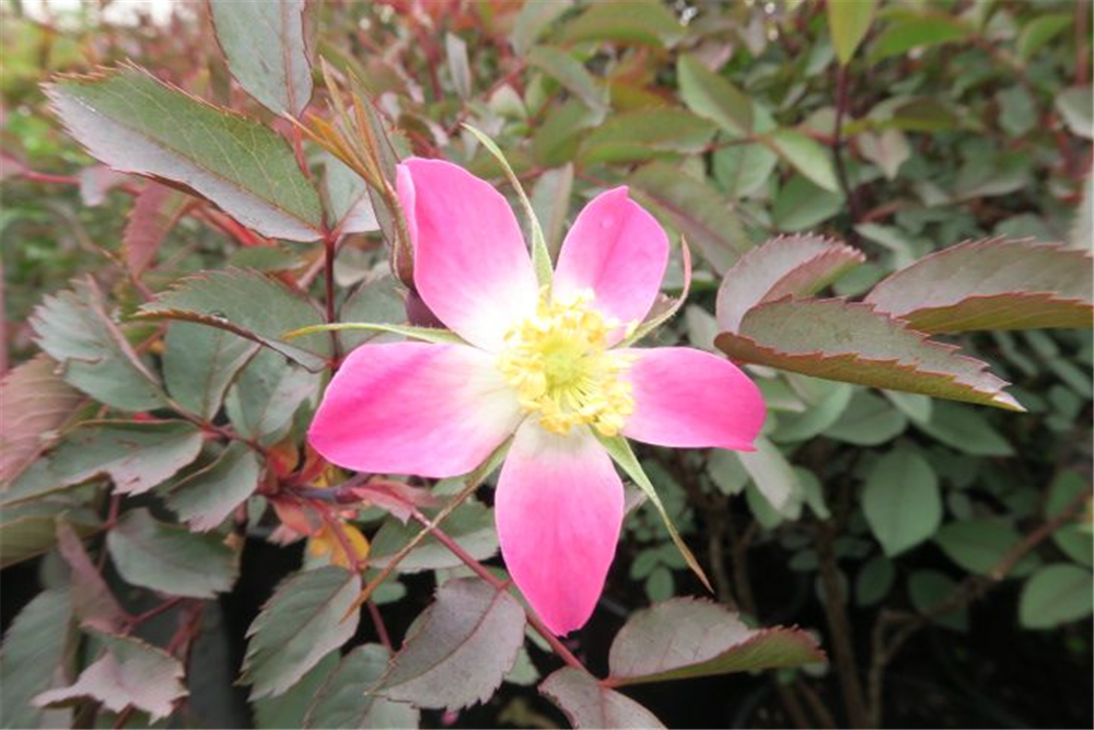 Bereifte Rose