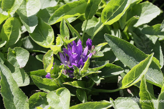 Campanula glomerata 'Acaulis'