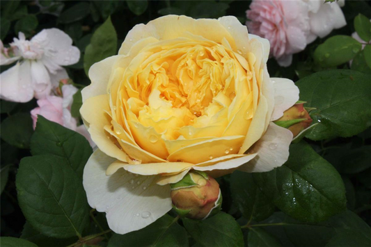 Strauchrose 'Charles Darwin'®