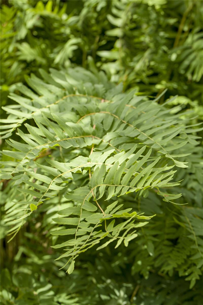 Osmunda regalis