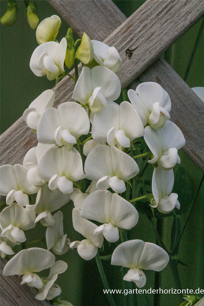 Lathyrus latifolius 'Weiße Perle'