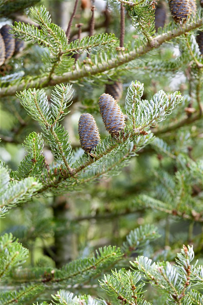 Koreatanne 'Silberlocke'