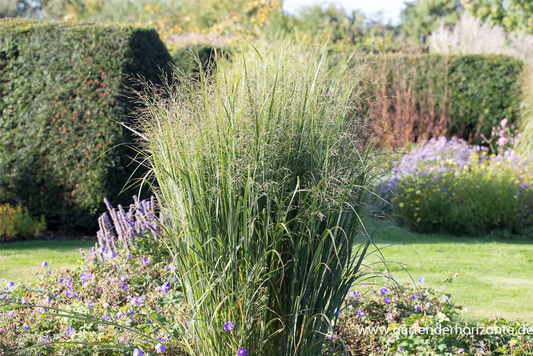 Garten-Ruten-Hirse 'Northwind'