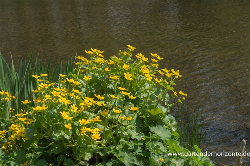 Caltha palustris