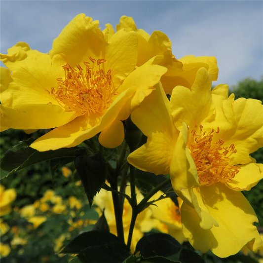 Beetrose 'Lemon Fizz'®