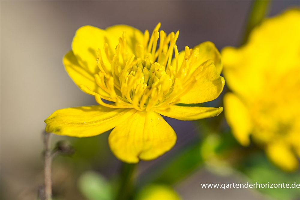 Caltha palustris
