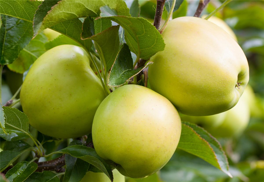 Apfel 'Golden Delicious'