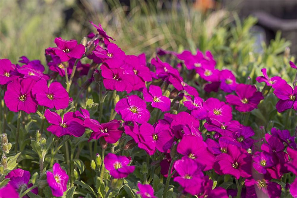 Aubrieta x cult.'Regado Red'