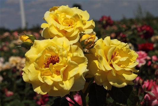 Strauchrose 'Lichtkönigin Lucia'®