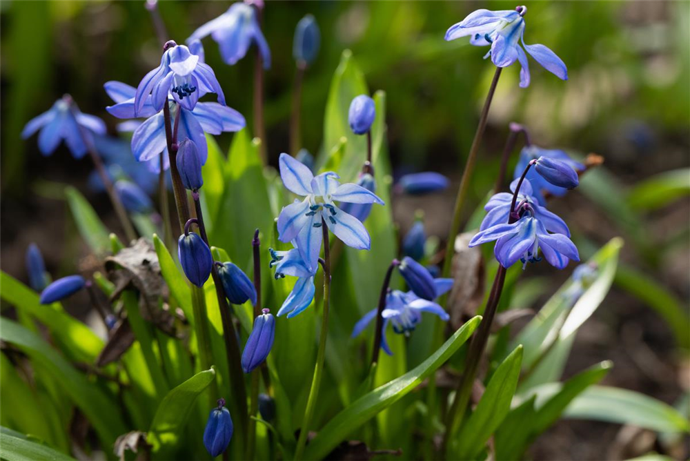 Sibirischer Blaustern - 10 Blumenzwiebeln