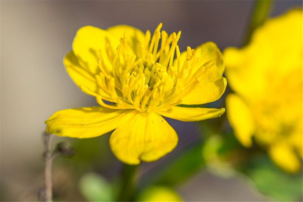 Caltha palustris
