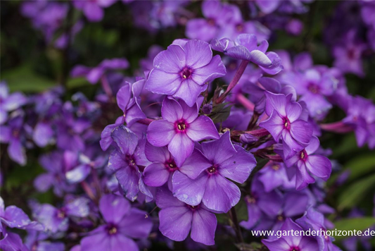 Hohe Garten-Flammenblume 'Blue Paradise'