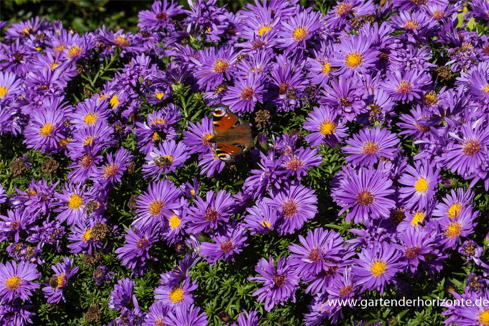 Garten-Kissen-Aster 'Augenweide'