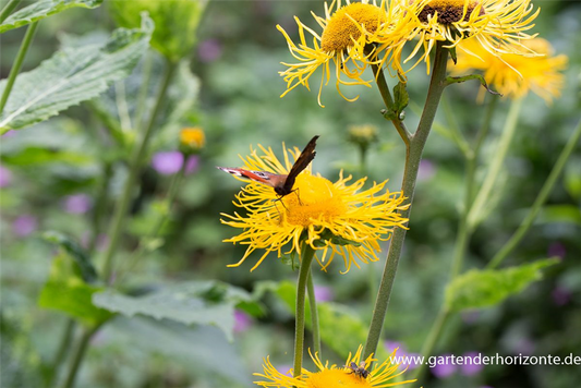Großblumiger Scheinalant