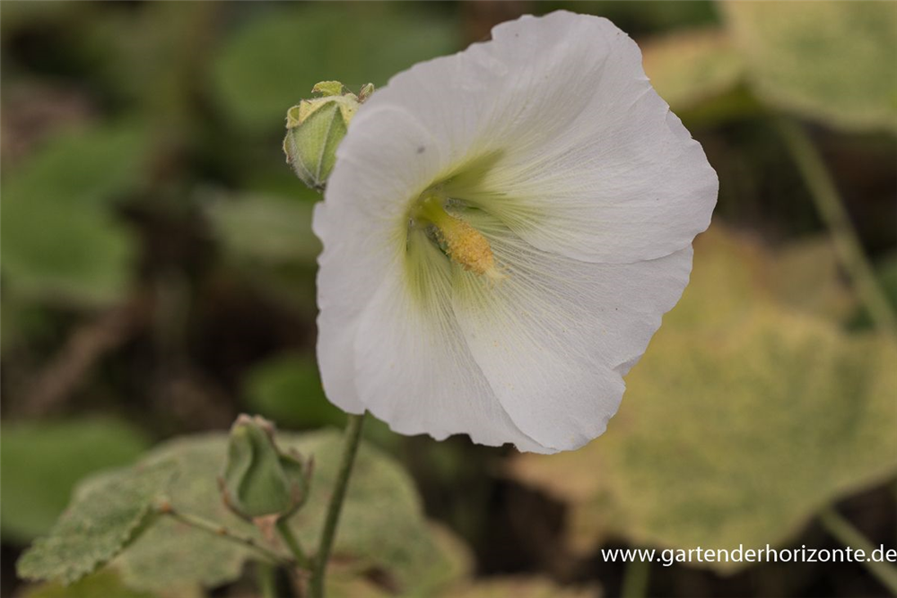 Garten-Stockrose 'Spotlight Polarstar'