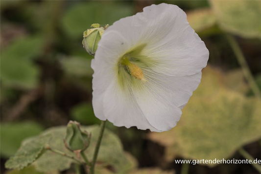 Garten-Stockrose 'Spotlight Polarstar'
