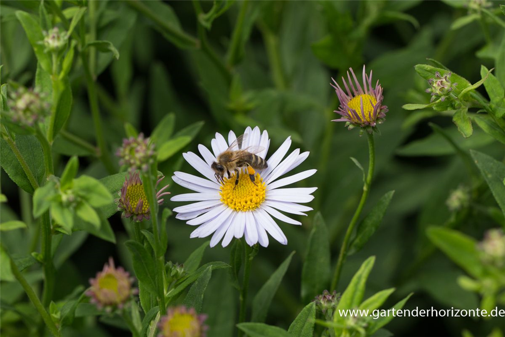 Garten-Schönaster 'Madiva'