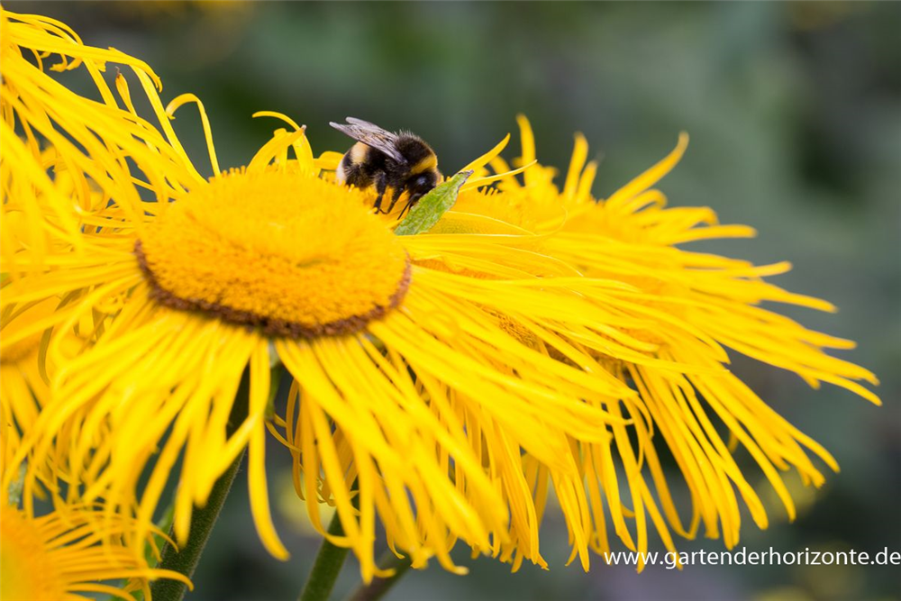Großblumiger Scheinalant