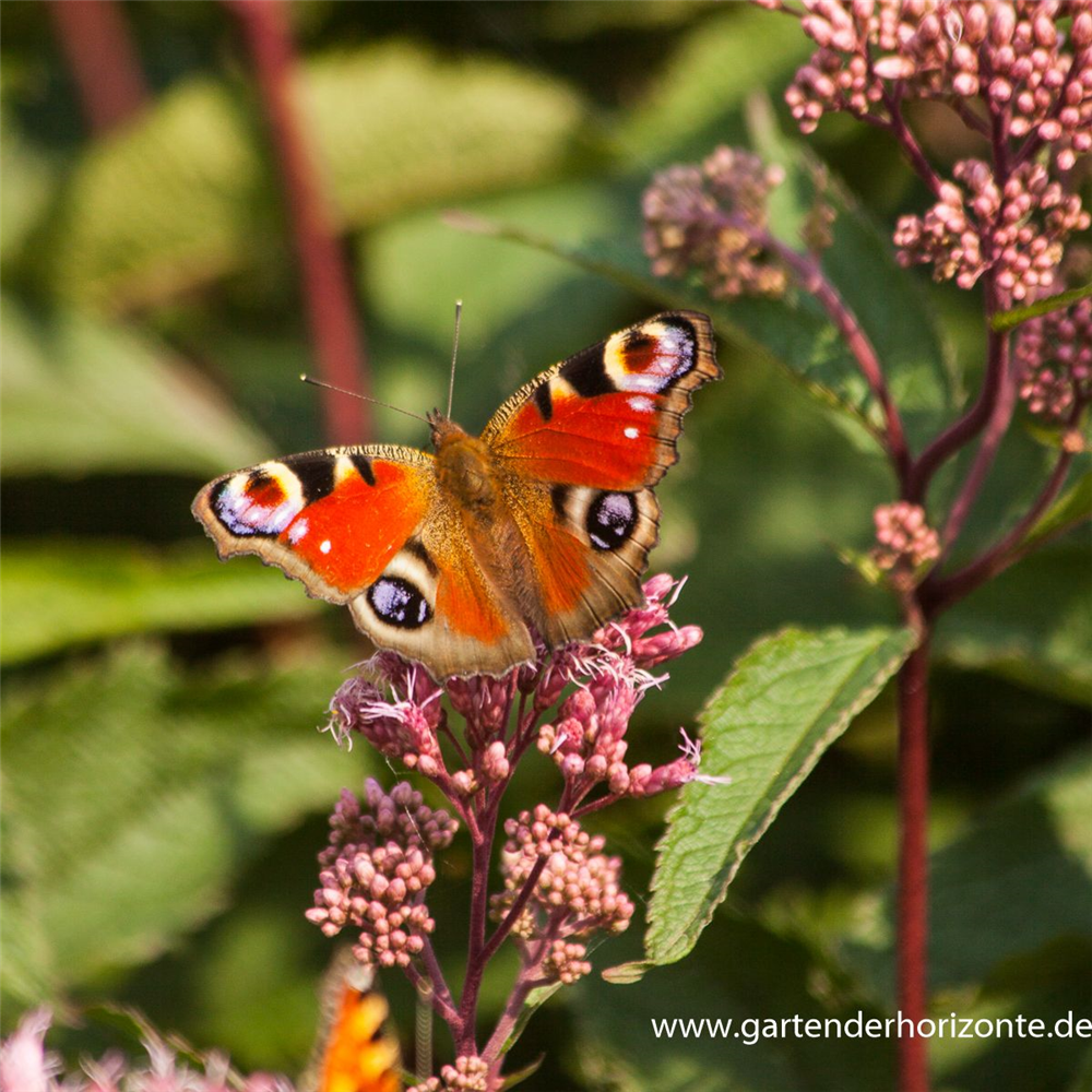 Großer Garten-Wasserdost 'Glutball'