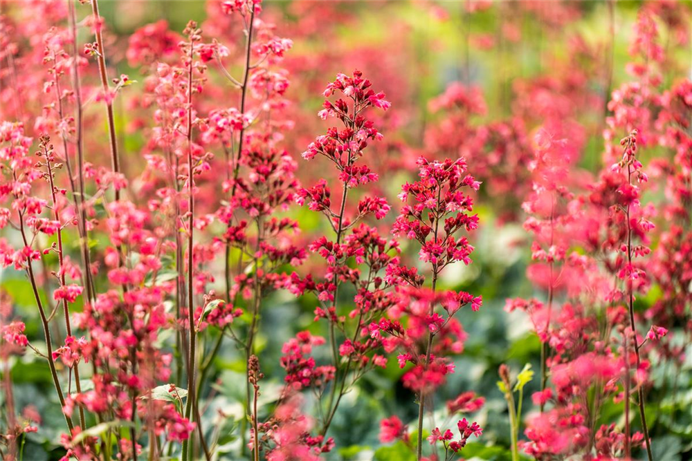 Heuchera x cult. CITY-Ser.'Paris'