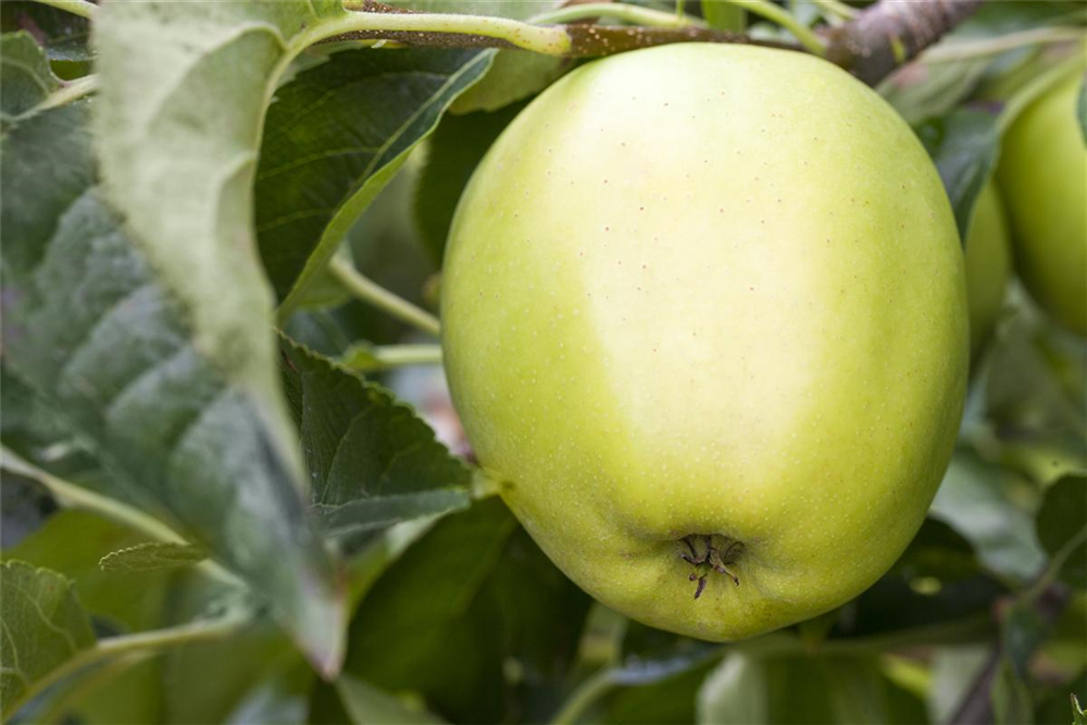 Apfel 'Golden Delicious'