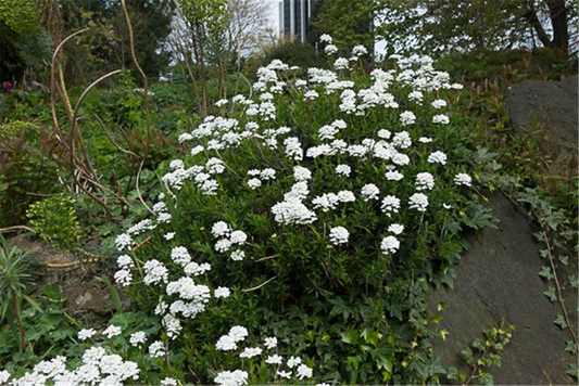 Iberis sempervirens 'Appen-Etz'