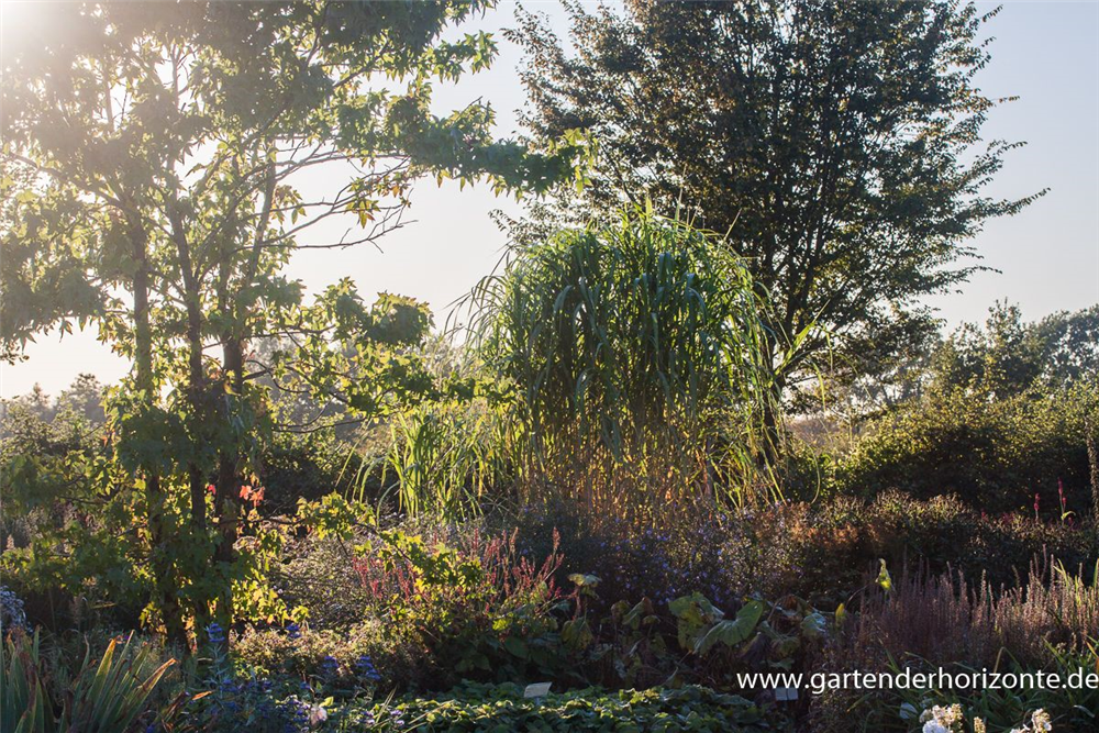 Hohes Garten-Chinaschilf 'Aksel Olsen'