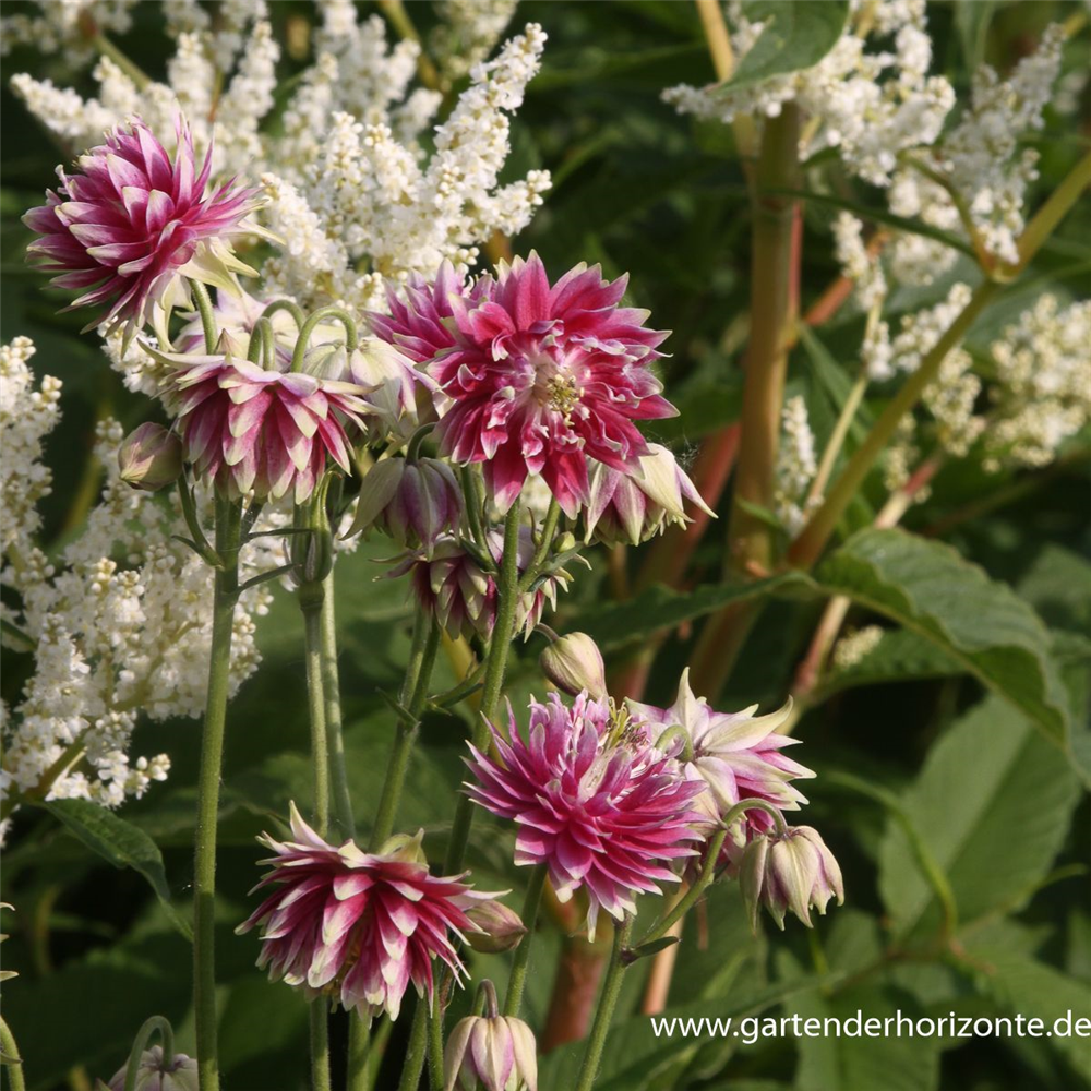 Langspornige Garten-Akelei 'Nora Barlow'