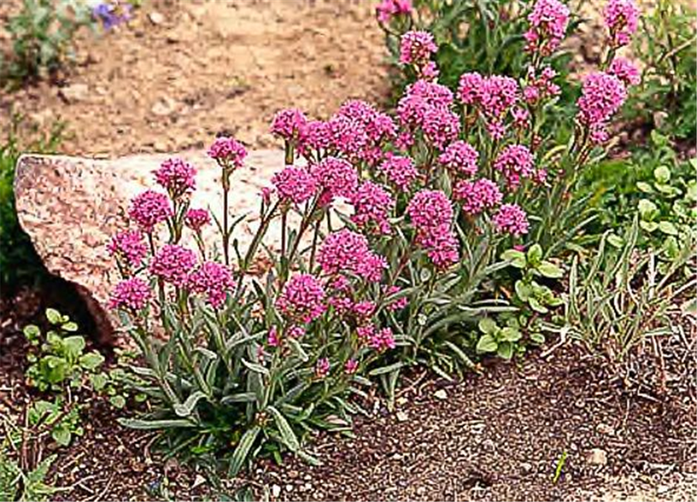 Lychnis alpina