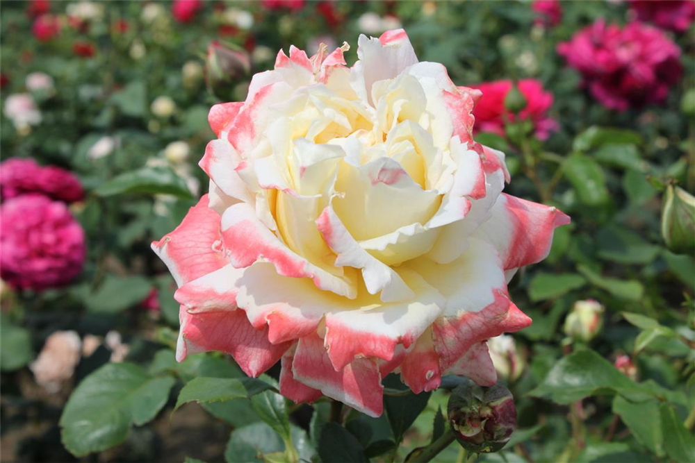 Edelrose 'Athena'®